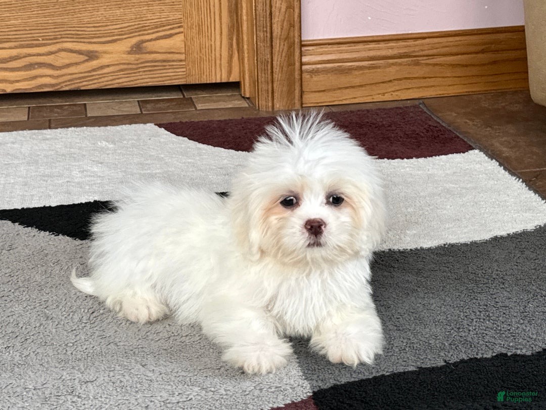 Lhasa Apso dogs for sale: Angel - Image 9