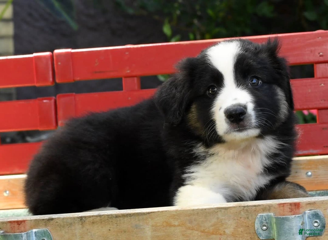 Australian Shepherd dogs for sale: Bear - Image 9