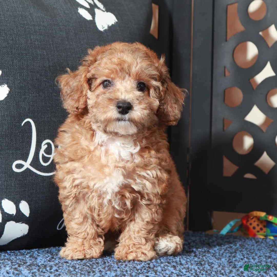 Toy Poodle dogs for sale: Cricket - Image 3