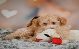 Bichpoo dogs for sale: Jenny - Image 7