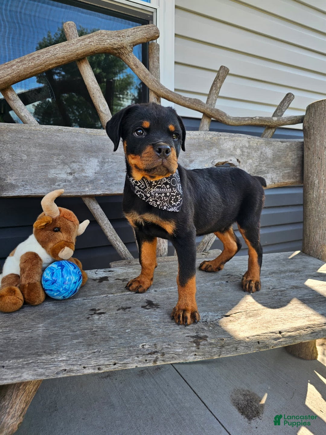 Rottweiler dogs for sale: Brutus - Image 3
