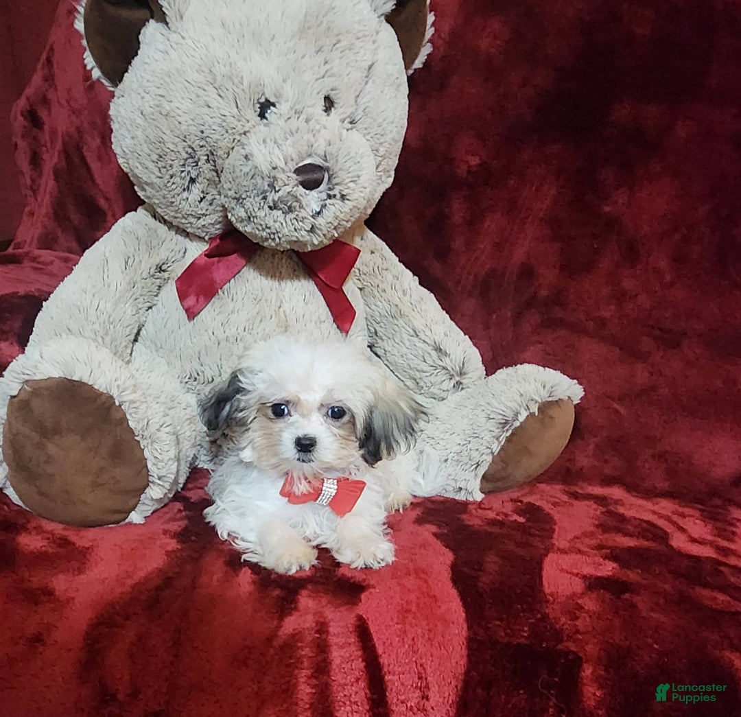 Malshi dogs for sale: Loki - Image 1