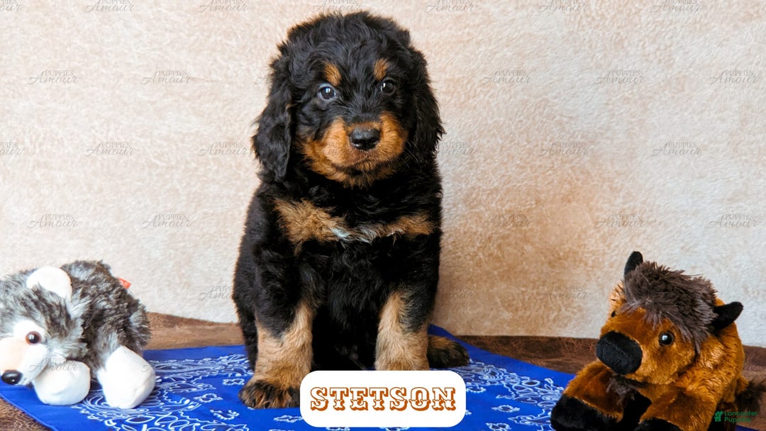 Bernedoodle dogs for sale: Stetson - Image 6