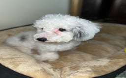 Bichon Frise dogs for sale: Layla - Image 1