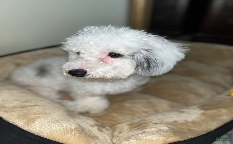 Bichon Frise dogs for sale - Ad 1
