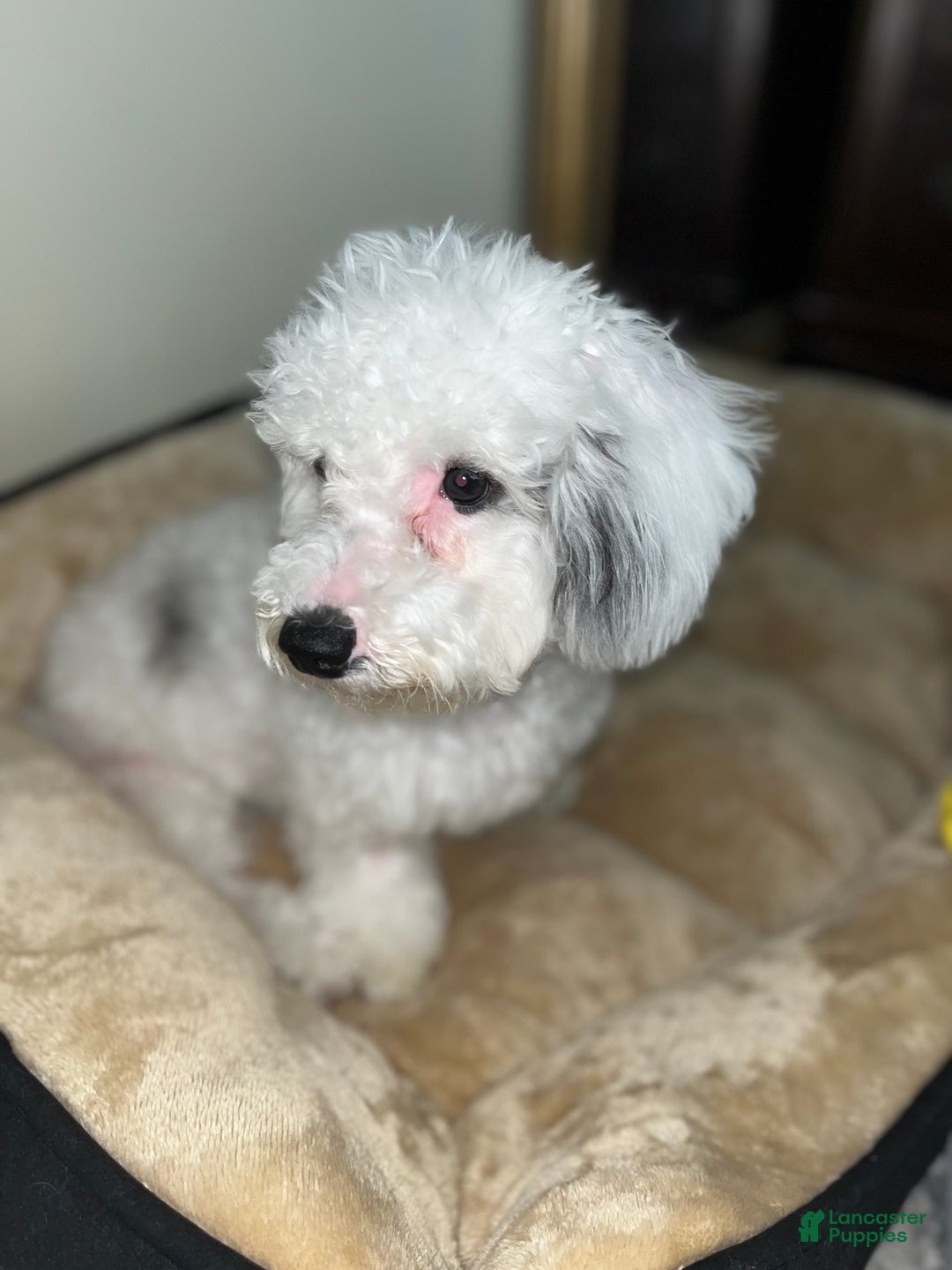 Bichon Frise dogs for sale: Layla - Image 1