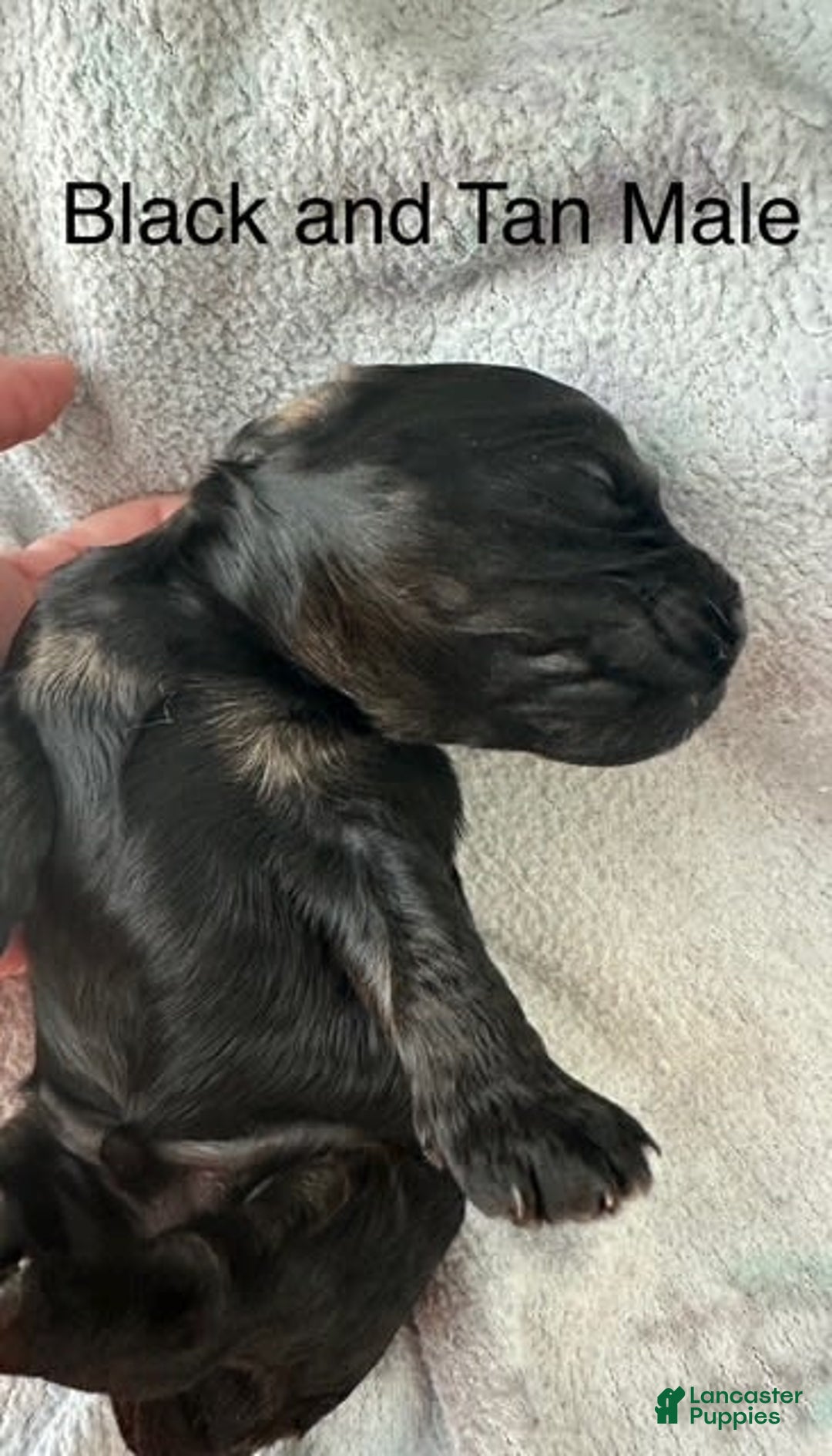 Mini Goldendoodle dogs for sale: Males Litter 2 - Image 34