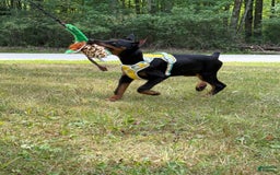 Doberman Pinscher dogs for sale: Banana - Image 10