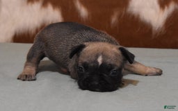 French Bulldog dogs for sale: SNOOPY FAWN AND BLACK - Image 1