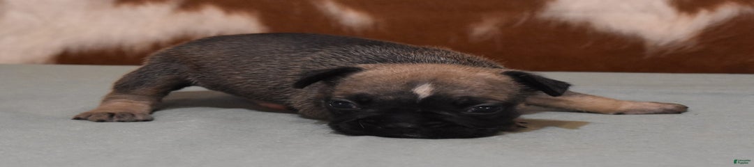 SNOOPY FAWN AND BLACK
