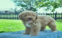 Mini Goldendoodle dogs for sale: Zorro - Image 9