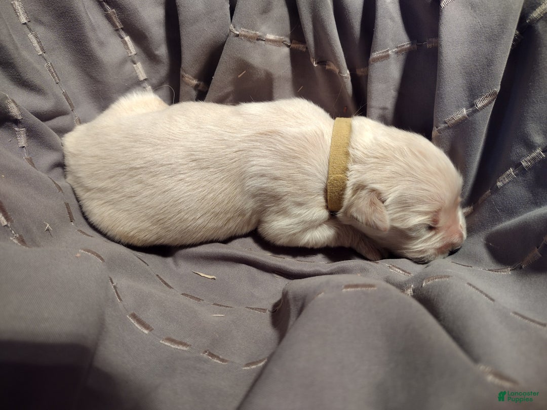 Golden Retriever dogs for sale: Poppy - Image 10