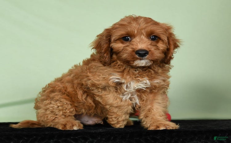 Cavapoo dogs for sale - Ad 5