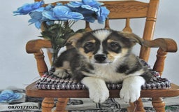 American Eskimo dogs for sale: Skoopy - Image 4