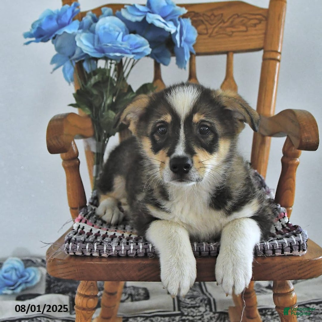American Eskimo dogs for sale: Skoopy - Image 4
