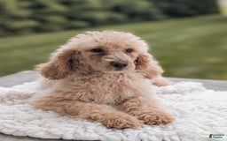 Standard Poodle dogs for sale: Chloe-moyen Poodle - Image 2