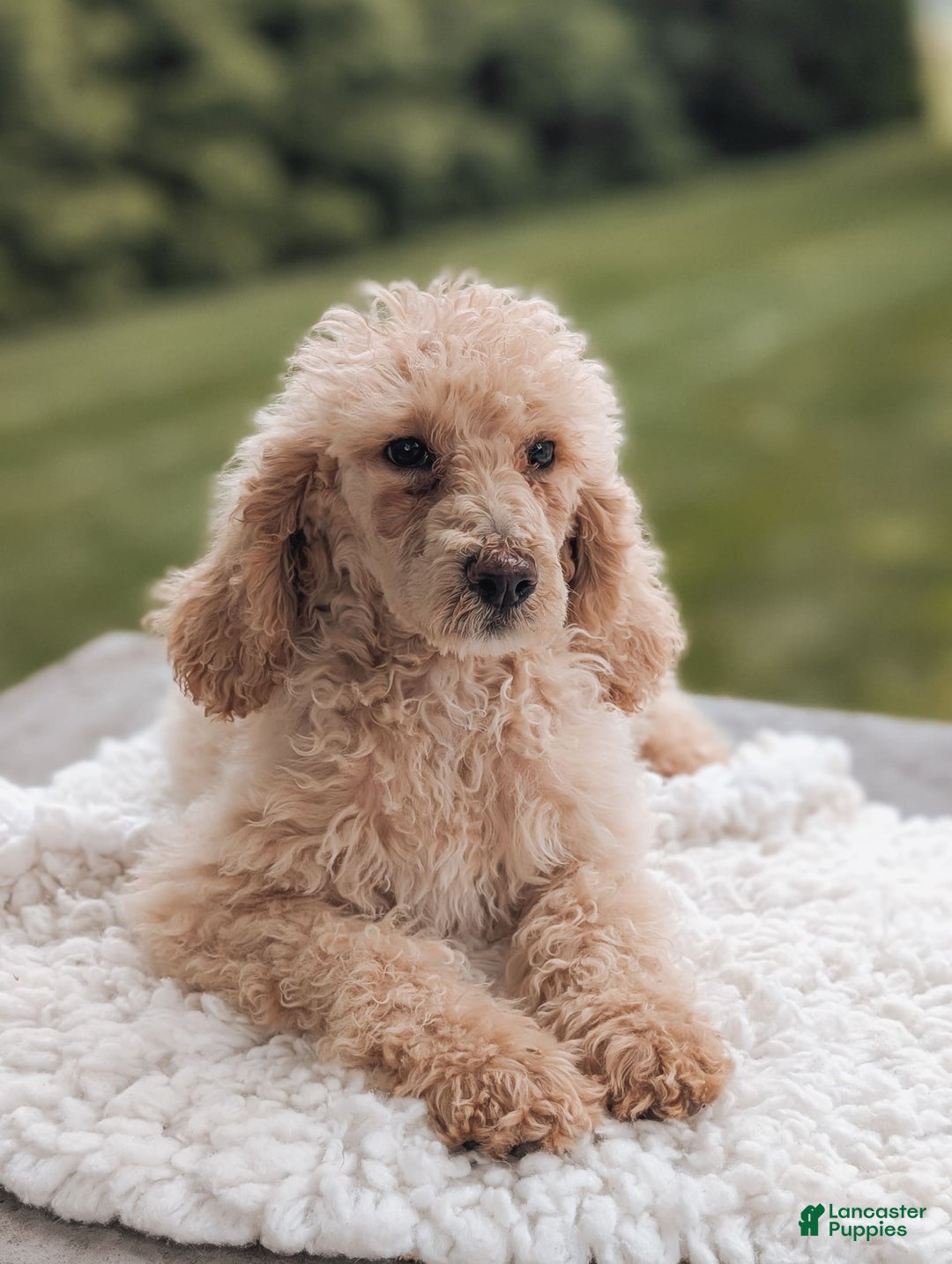 Standard Poodle dogs for sale: Chloe-moyen Poodle - Image 2