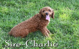 Havapoo dogs for sale: Alden - Image 11