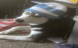 Siberian Husky dogs for sale: Buddy - Image 3