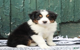 Australian Shepherd dogs for sale: Boston - Image 7