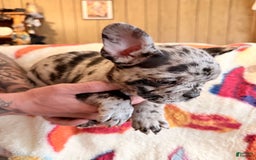 French Bulldog dogs for sale: Bluey - Image 1