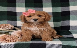 Cockapoo dogs for sale: Elsie - Image 5