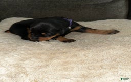 Doberman Pinscher dogs for sale: Purple Collar - Image 2