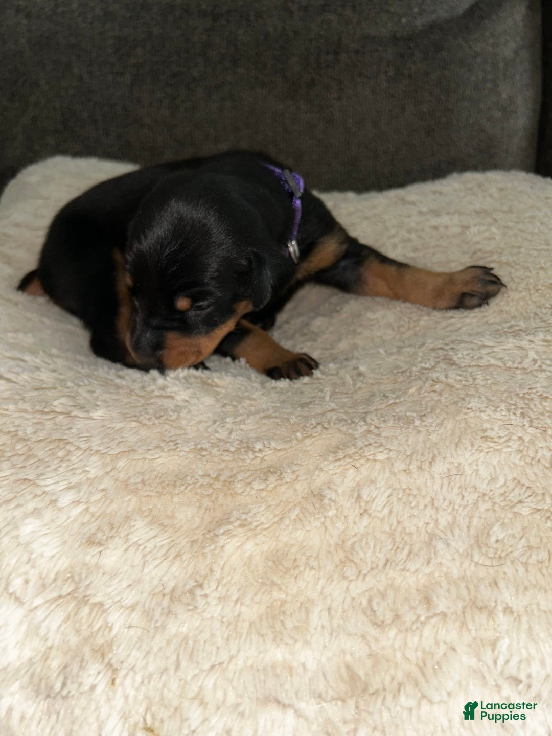 Doberman Pinscher dogs for sale: Purple Collar - Image 2