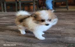 Pomeranian dogs for sale: Rambo - Image 4