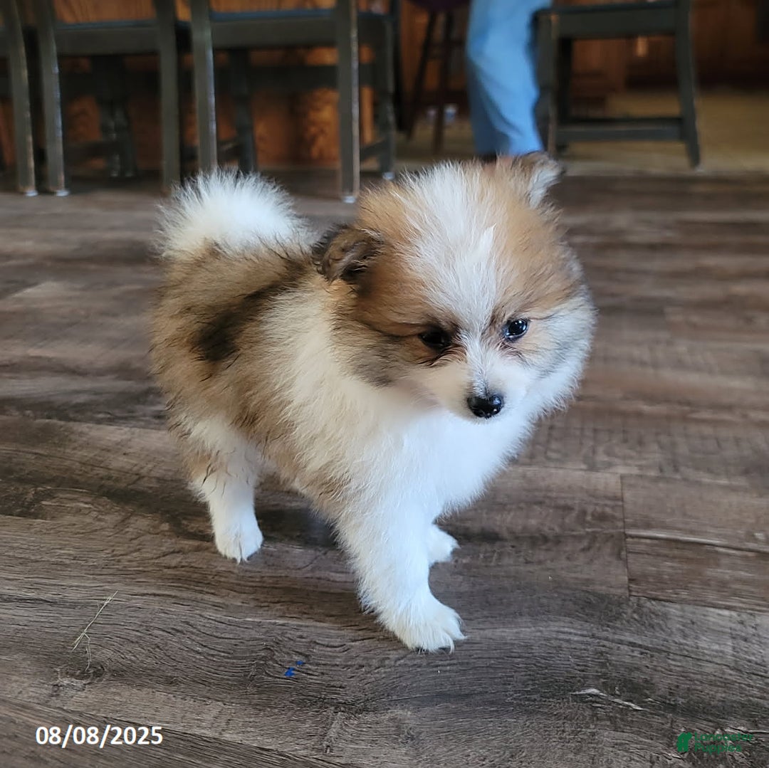 Pomeranian dogs for sale: Rambo - Image 4