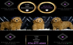 Miniature Poodle dogs for sale: Loki - Image 6