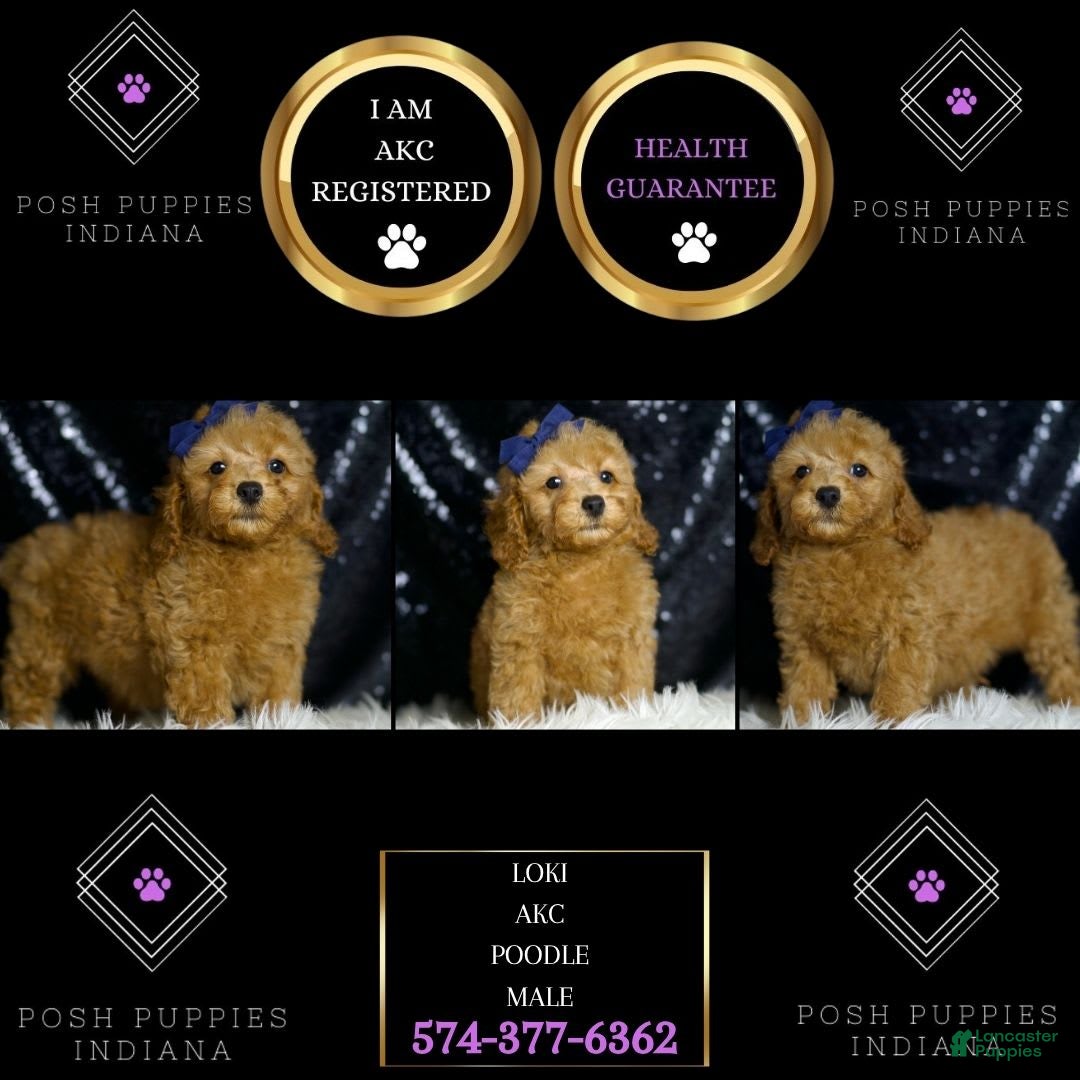 Miniature Poodle dogs for sale: Loki - Image 6