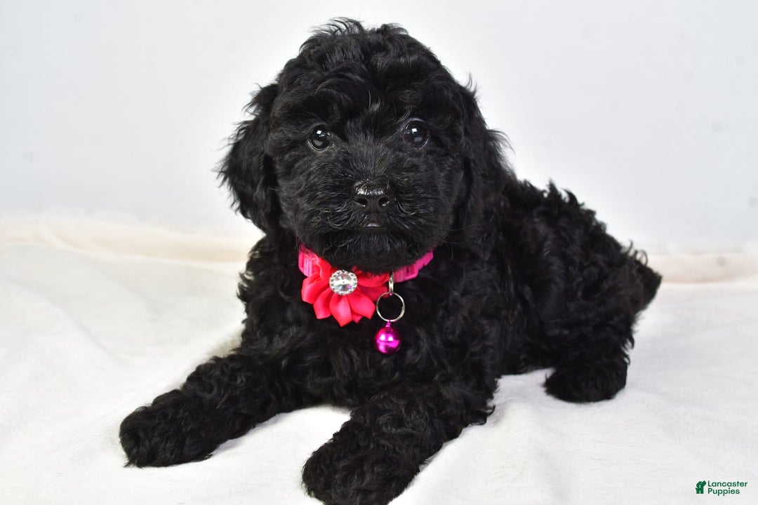Cockapoo dogs for sale: Nicole - Image 4