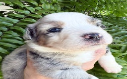 Miniature Australian Shepherd dogs for sale: Miniature Australian Shepherd 5 puppies - Image 9