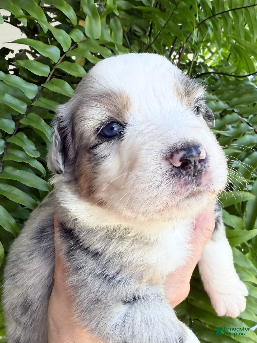 Miniature Australian Shepherd dogs for sale: Miniature Australian Shepherd 5 puppies - Image 9