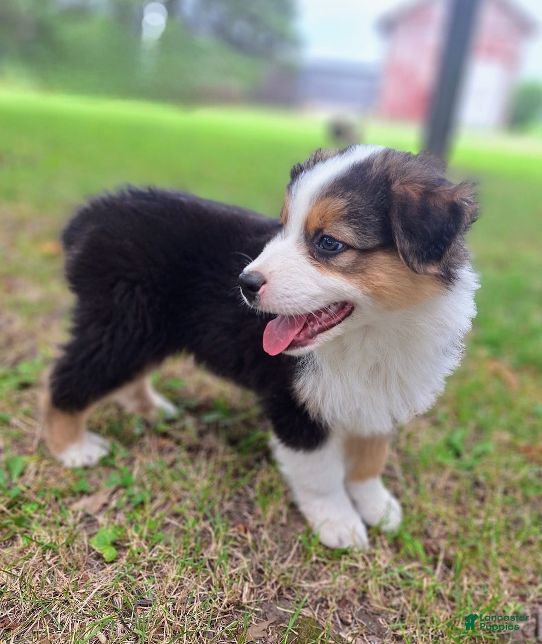 Australian Shepherd dogs for sale: Nate - Image 9
