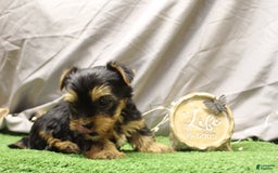 Yorkshire Terrier dogs for sale: Yorkshire Terrier 6 puppies - Image 4