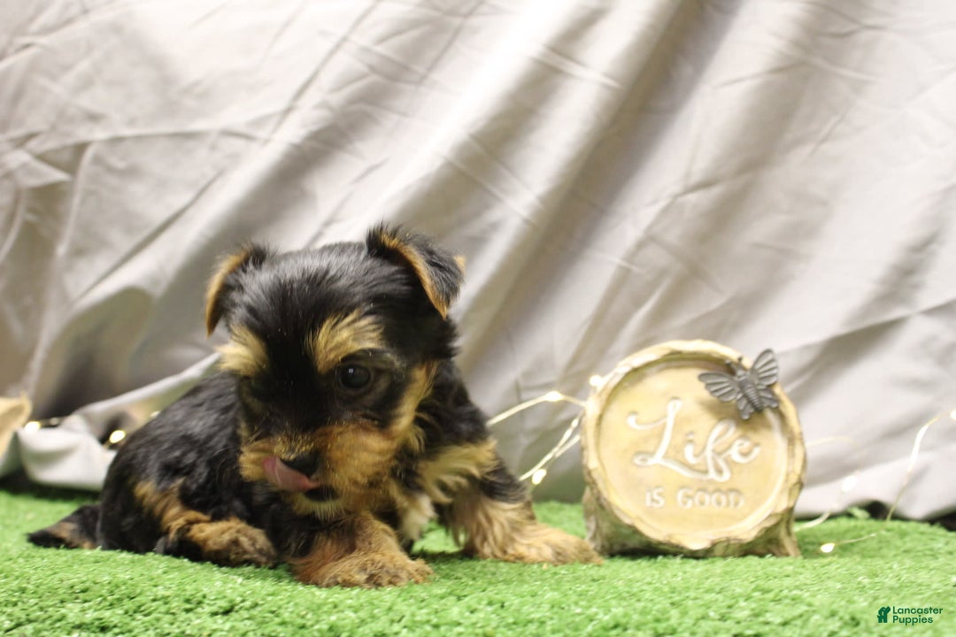 Yorkshire Terrier dogs for sale: Yorkshire Terrier 6 puppies - Image 4