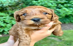 Cockapoo dogs for sale: Rory - Image 1