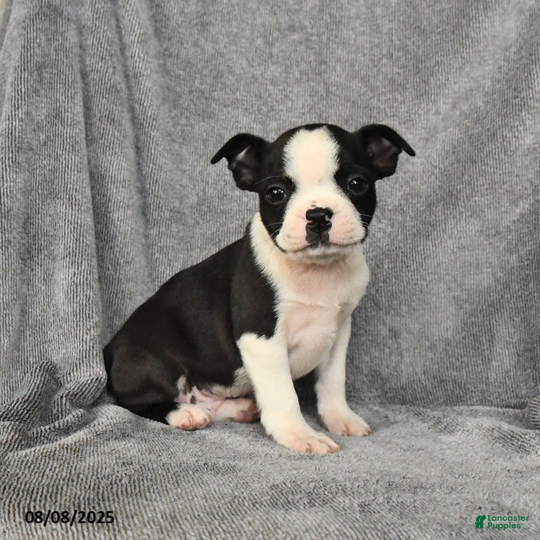 Boston Terrier dogs for sale: Levi - Image 4