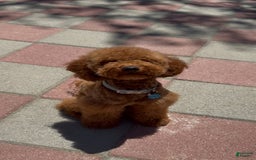 Toy Poodle dogs for sale: Honey - Image 7