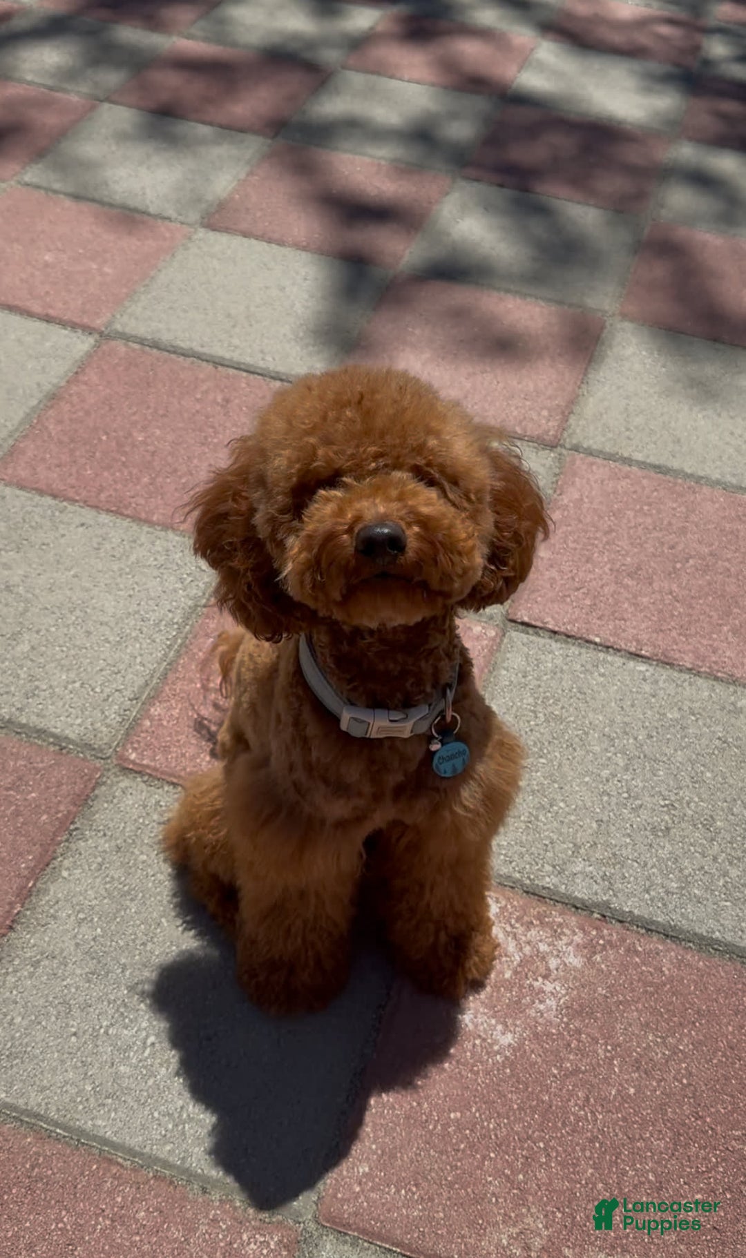 Toy Poodle dogs for sale: Honey - Image 7