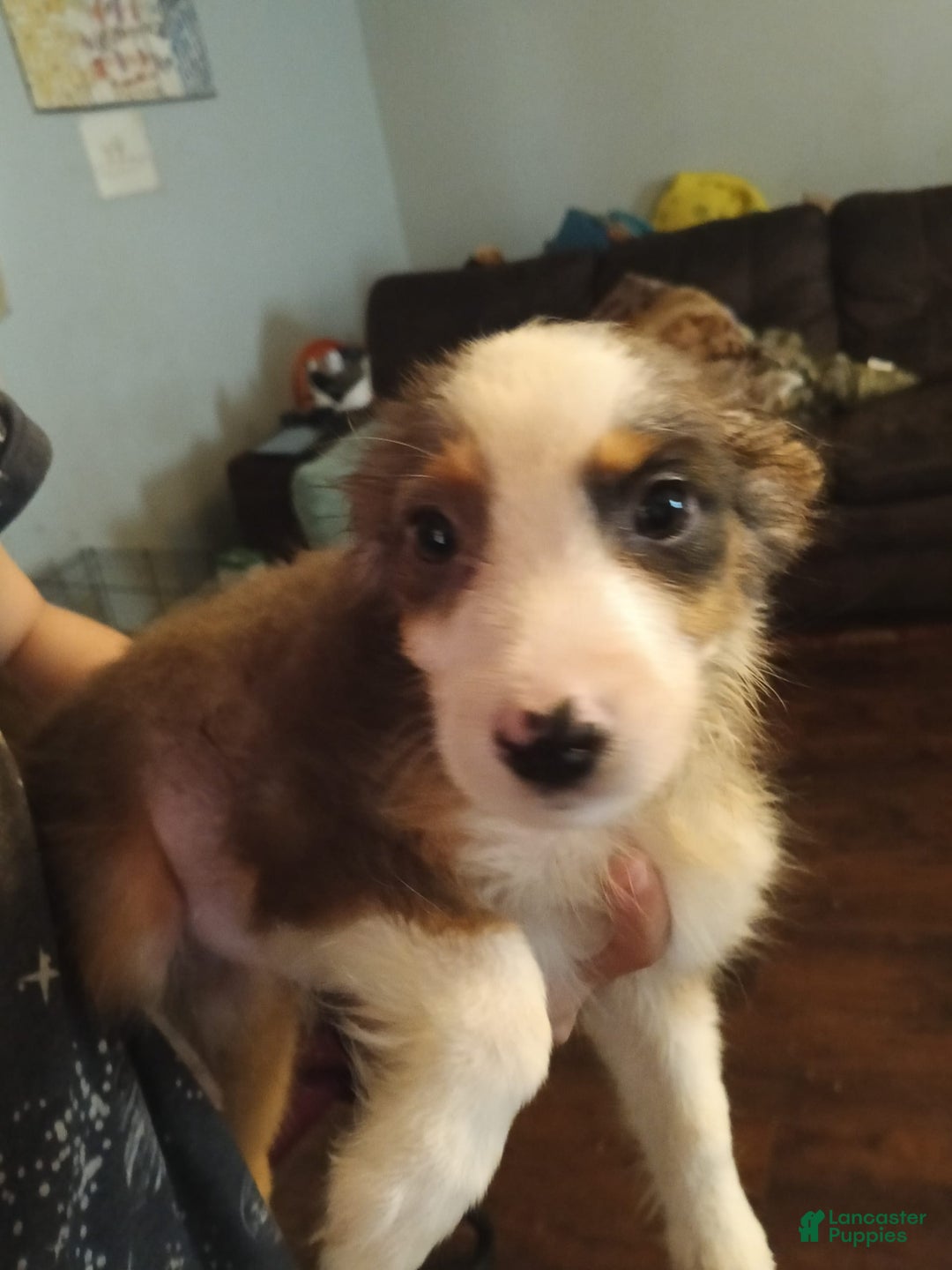 Miniature Australian Shepherd dogs for sale: Tiny Aka Baby Girl - Image 1