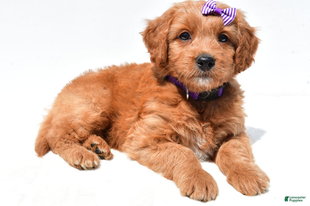 Mini Goldendoodle dogs for sale: Tulip - Image 2
