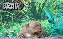 American Bully dogs for sale: Bravo - Image 10