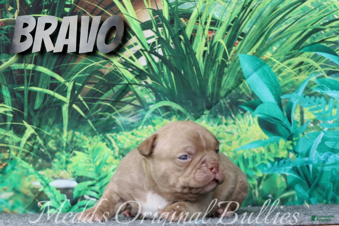 American Bully dogs for sale: Bravo - Image 10