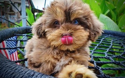 Havapoo dogs for sale: Domino - Image 3