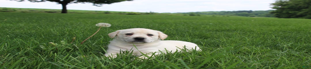 Adora
