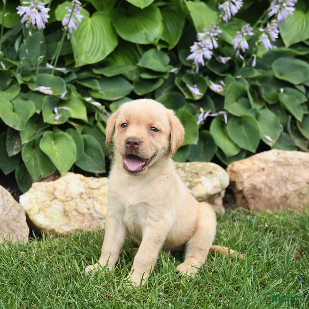 Labrador Retriever dogs for sale: Elsa - Image 4