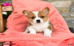 Welsh Corgi Pembroke dogs for sale: Vera Akc - Image 3